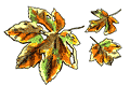 Fall Leaves